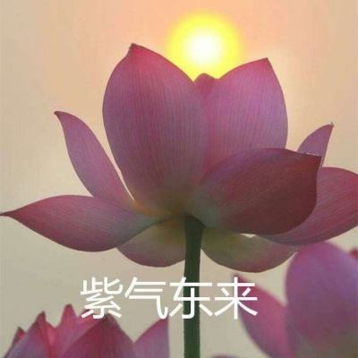 明日求生破解版下载